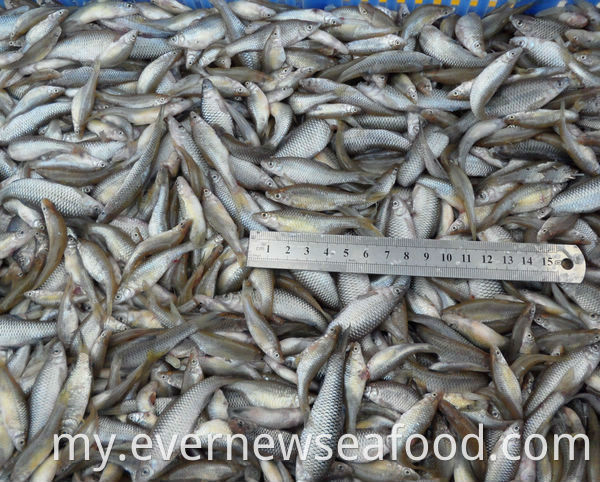 pseudorasbora parva ကင်